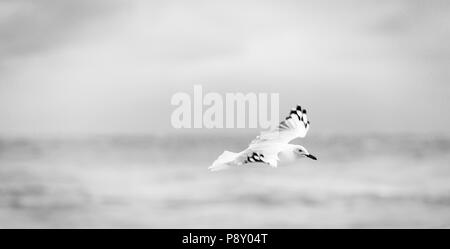 Schöne Möwe im Flug über den Ozean in Schwarz und Weiß Stockfoto