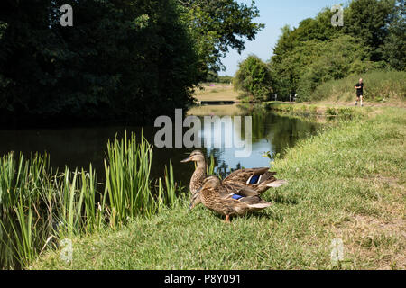 Stockenten am Leinpfad im Sommer Sonne. Stourbridge Canal. West Midlands. Großbritannien Stockfoto