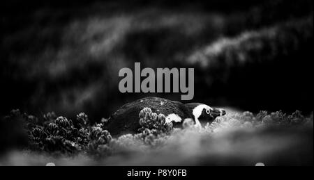 Schüchtern afrikanische Pinguin versteckt unter der Vegetation in Cape Peninsula, Südafrika in Schwarz und Weiß Stockfoto