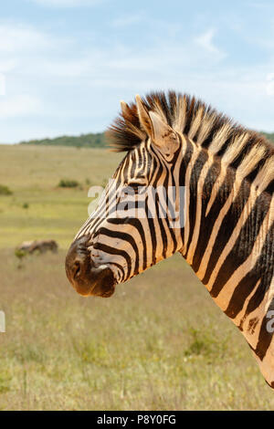 Zebra zu Fuß durch Schließen Sie im Feld Stockfoto