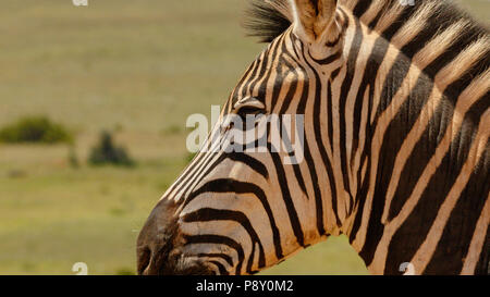 Nahaufnahme von einem Zebra steht neben den Sie in das Feld Stockfoto