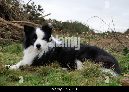 Archie, Mein Border Collie, liegen in einem Feld. Er hat die vollständige Heterochromia, wo die Augen sind verschiedene Farben. Das ist nicht ungewöhnlich bei einigen Hunden. Stockfoto