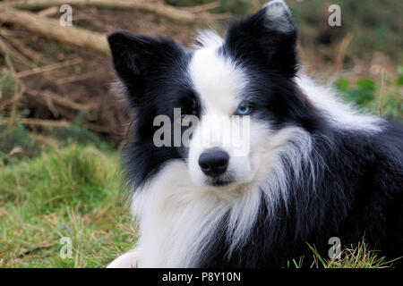 Archie, Mein Border Collie, liegen in einem Feld. Er hat die vollständige Heterochromia, wo die Augen sind verschiedene Farben. Das ist nicht ungewöhnlich bei einigen Hunden. Stockfoto