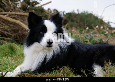 Archie, Mein Border Collie, liegen in einem Feld. Er hat die vollständige Heterochromia, wo die Augen sind verschiedene Farben. Das ist nicht ungewöhnlich bei einigen Hunden. Stockfoto