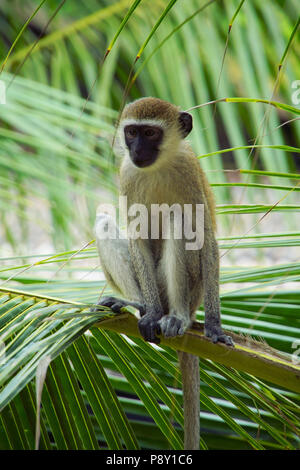Ein Affe in einem Baum in Kenia. Stockfoto
