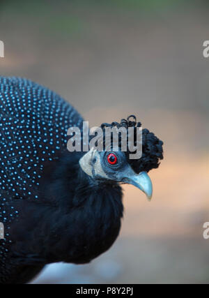 Portrait von Crested guineafowl (Guttera pucherani) Stockfoto