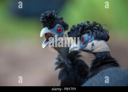 Porträt von zwei Crested guineafowl (Guttera pucherani) Stockfoto