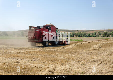 Der Feldhäcksler erntet die Weizenfeld im Sommer. Stockfoto