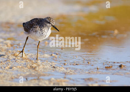 Bruchwasserläufer (Tringa glareola) Jagd in Feuchtgebieten von Estanyets de Can Marroig (Ses Salines Natural Park, Formentera, Balearen, Spanien) Stockfoto