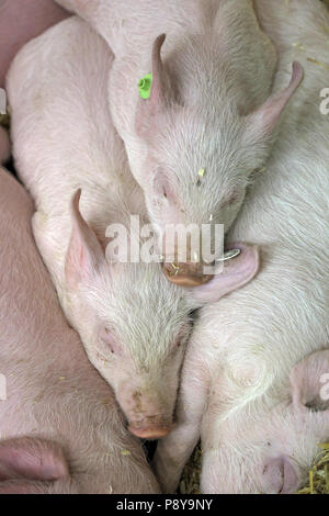 Berlin, Deutschland, Ferkel Schlafen im Stroh Stockfoto