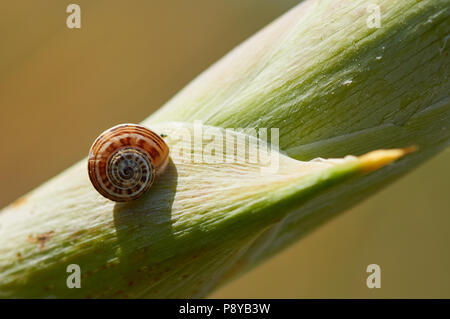 Kleine land Snail über eine grüne Pflanze Stengel in Can Marroig öffentlichen Immobilien in Ses Salines Naturpark (Formentera, Balearen, Spanien) Stockfoto