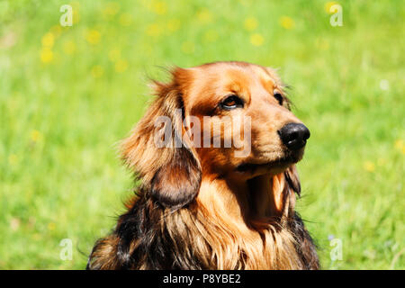 Dackel Hund Stockfoto