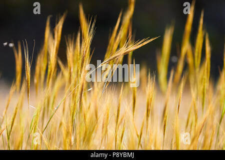 Mediterranes Nadelgras (Stipa capensis) Grasfeld im öffentlichen Anwesen Can Marroig im Naturpark Ses Salines (Formentera, Balearen, Spanien) Stockfoto