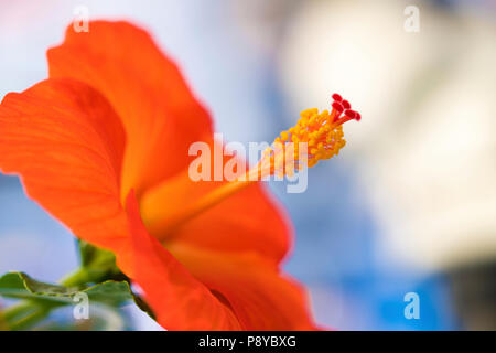 Hibiscus sp. Blume. Stockfoto