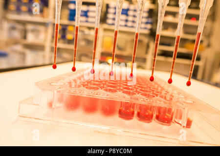 Multi Pipette und 96 Well Platten. Stockfoto