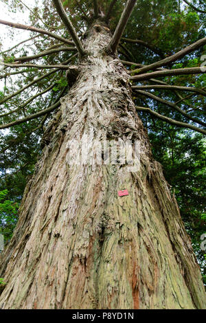 Sequoia sempervirens auch genannt Küsterotholz oder Kalifornien Redwood sind die höchsten und ältesten Bäume auf der Erde verlassen. Blick in die Baumkrone. Stockfoto