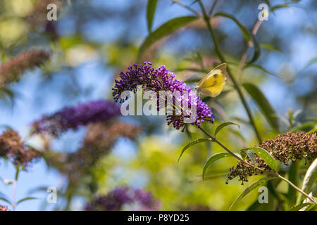 Schmetterling auf die Blütezeit der Buddleja. Abruzzen Stockfoto