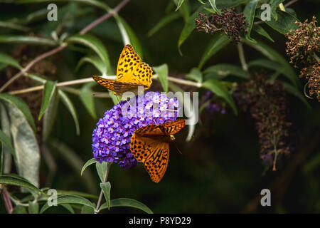 Zwei Schmetterlinge auf der Blüte der Buddleja. Abruzzen Stockfoto