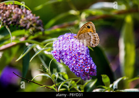 Schmetterling auf die Blütezeit der Buddleja. Abruzzen Stockfoto