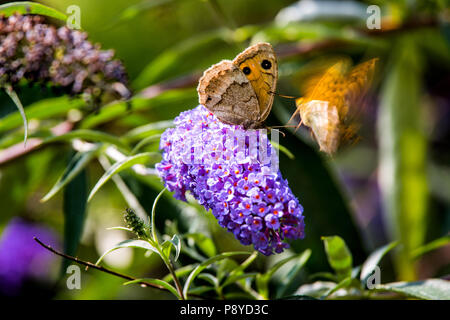 Schmetterling auf die Blütezeit der Buddleja. Abruzzen Stockfoto