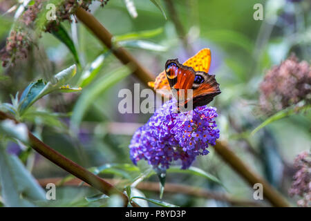 Schmetterling auf die Blütezeit der Buddleja. Abruzzen Stockfoto