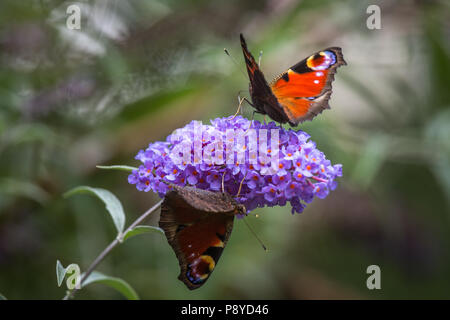 Schmetterling auf die Blütezeit der Buddleja. Abruzzen Stockfoto