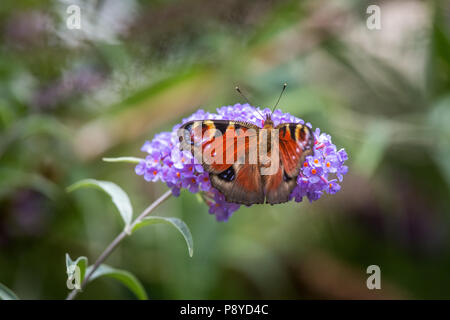Schmetterling auf die Blütezeit der Buddleja. Abruzzen Stockfoto