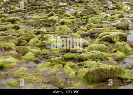 Felsen und Steine am Strand Strandhill in grün Moos bedeckt. Strandhill, County Sligo, Irland Stockfoto