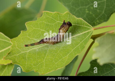 Großer Gabelschwanz, Grosser Gabelschwanz, Jungraupe, Raupe frisst eine Zitterpappel, Pappel, Cerura vinula, Dicranura, vinula Puss Moth, Caterpillar, L Stockfoto