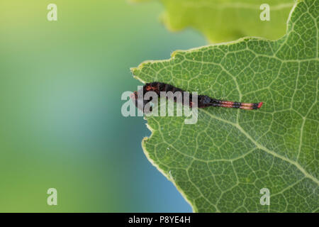 Großer Gabelschwanz, Grosser Gabelschwanz, Jungraupe, Raupe frisst eine Zitterpappel, Pappel, Cerura vinula, Dicranura, vinula Puss Moth, Caterpillar, L Stockfoto