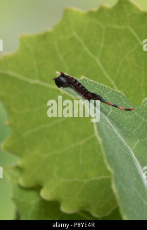 Großer Gabelschwanz, Grosser Gabelschwanz, Jungraupe, Raupe frisst eine Zitterpappel, Pappel, Cerura vinula, Dicranura, vinula Puss Moth, Caterpillar, L Stockfoto