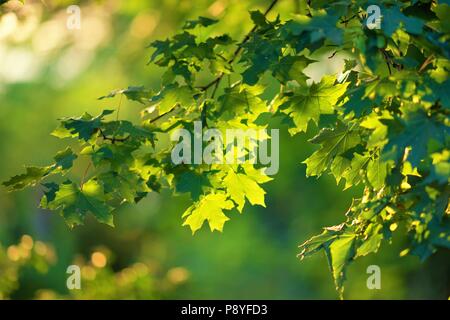Ahorn Blätter an einem Baum schön von der Sonne beleuchtet Stockfoto