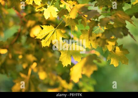 Ahorn Blätter an einem Baum schön von der Sonne beleuchtet Stockfoto