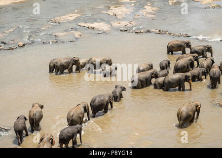 Großen Asiatischen Elefanten entspannen, baden und die Kreuzung tropischen Fluss. Erstaunliche Tiere in der freien Natur von Sri Lanka Stockfoto