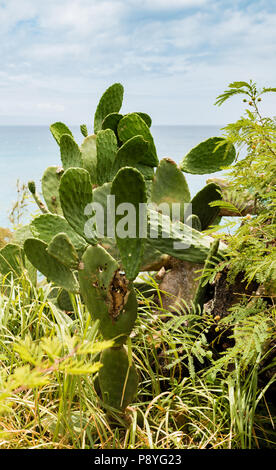 Feigenkakteen, Opuntia ficus-indica Stockfoto