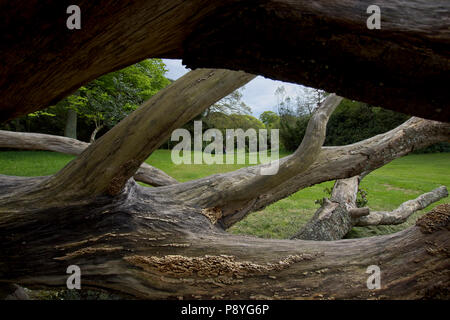 Gefällten Baumes, verwandelte sich in ein Klettergerüst für Kinder in örtlichen Park Stockfoto