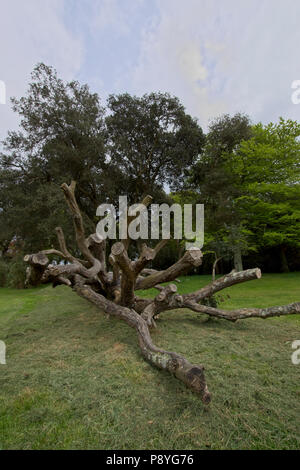 Gefällten Baumes, verwandelte sich in ein Klettergerüst für Kinder in örtlichen Park Stockfoto