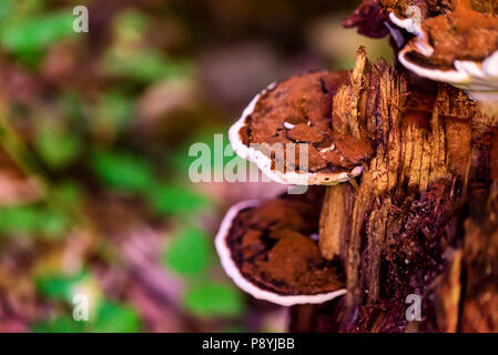 Rot-Riemen oder Fomitopsis pinicola conk schließen Stockfoto