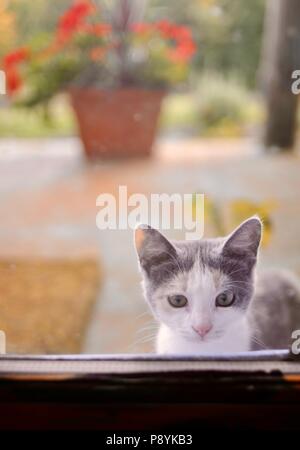 Adorable kitten durch Glas Fenster von der Veranda eines Hauses in den USA suchen. Stockfoto