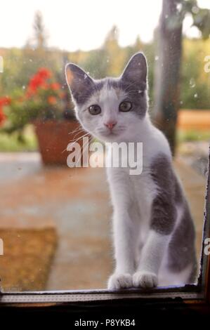 Adorable kitten durch Glas Fenster von der Veranda eines Hauses in den USA suchen. Stockfoto