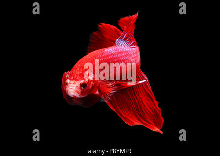 Betta Fisch, Siamese fighting fish Stockfoto