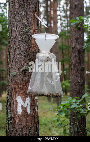 Eine Insektenfalle auf einem Baumstamm hing. Zerstörung von Schadorganismen. Jahreszeit des Sommers. Stockfoto
