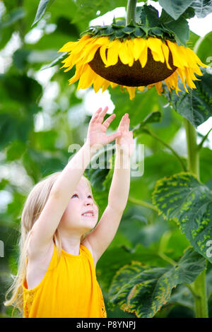 Süße kleine Mädchen zu erreichen, eine Sonnenblume im Sommer Feld Stockfoto