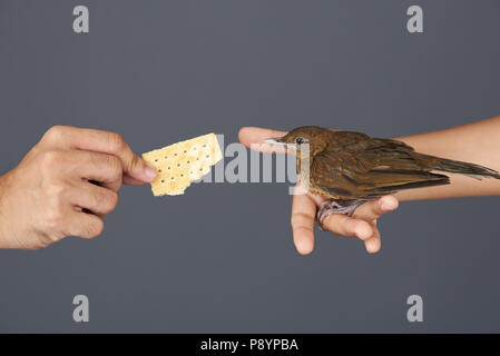 Fütterung kleiner brauner Vogel aus den Händen auf grauem Hintergrund Stockfoto