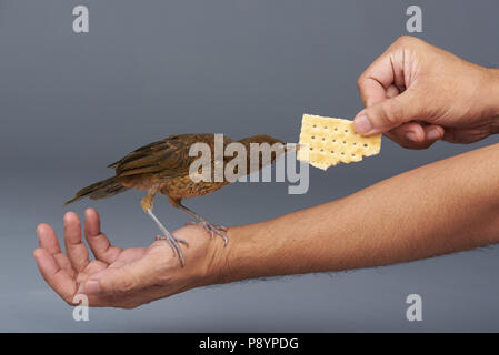 Vogel essen Cookie von Mann Hände isoliert auf Grau backgropund Stockfoto