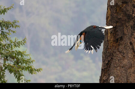 Rufous-necked Nashornvogel oder Aceros nipalensis in Ost Himalya Westbengalen, Indien Stockfoto