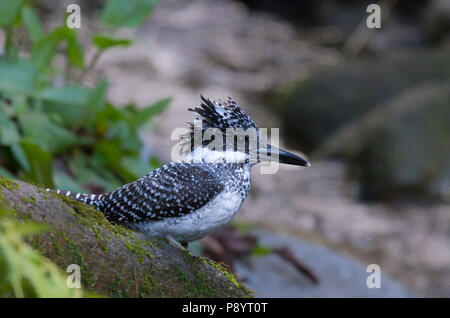 Crested Kingfisher in Kedarnath WLS, Uttarakhand Himalaya, Indien. Stockfoto