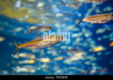 Schwarm von Rot Gelb tropische Fische im klaren blauen Wasser, bunte Unterwasserwelt, Copyspace für Text, Hintergrund Stockfoto