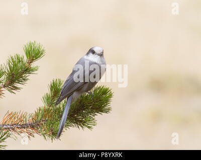 Porträt eines kanadahähers, Perisoreus canadensis. Stockfoto