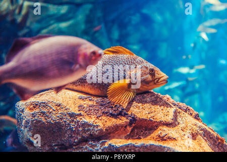 Zwei große Big Red gelb tropische Fische in blaues Wasser, bunte Unterwasserwelt, Copyspace für Text, Hintergrund Stockfoto